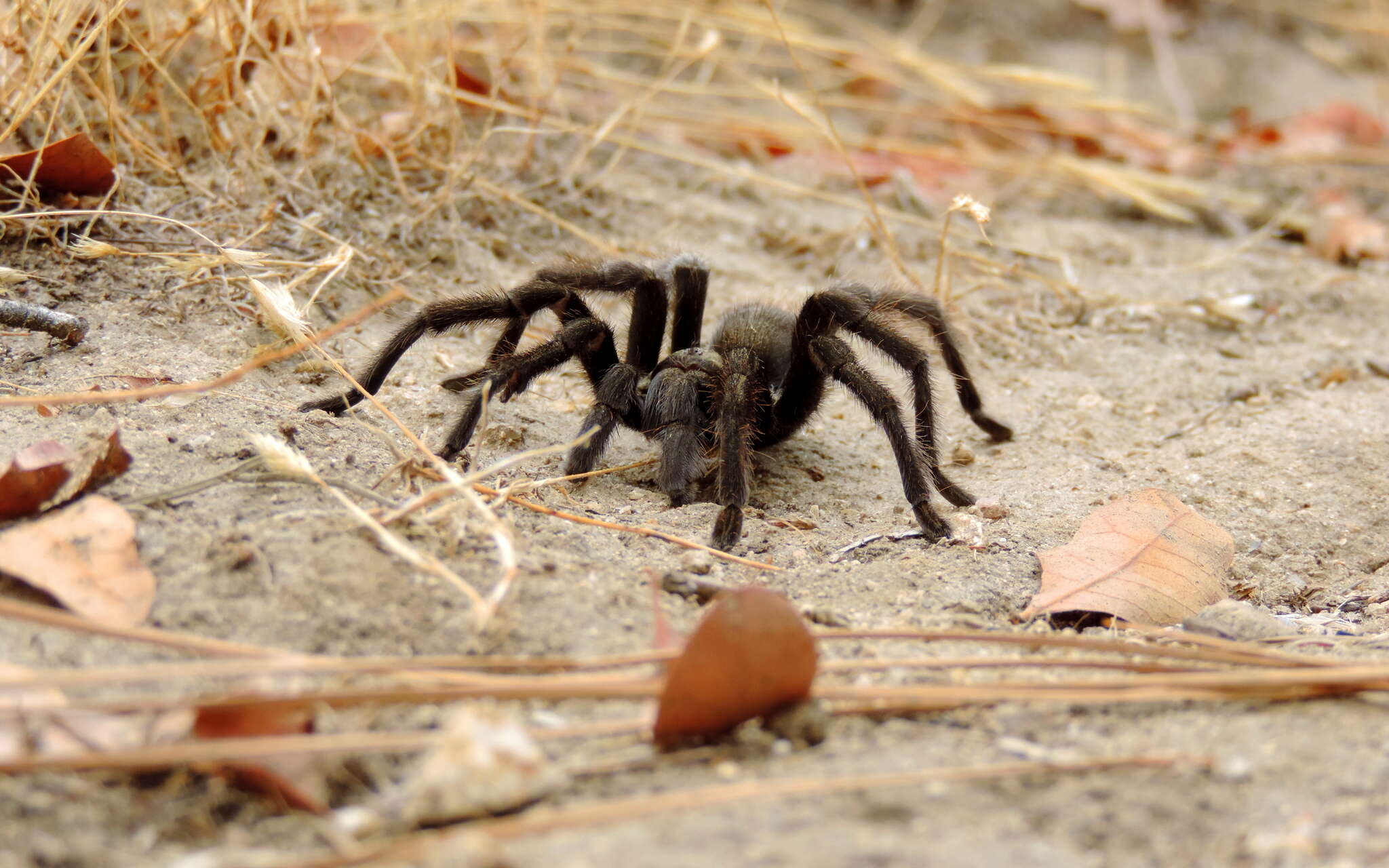 Image of Aphonopelma johnnycashi Hamilton 2016