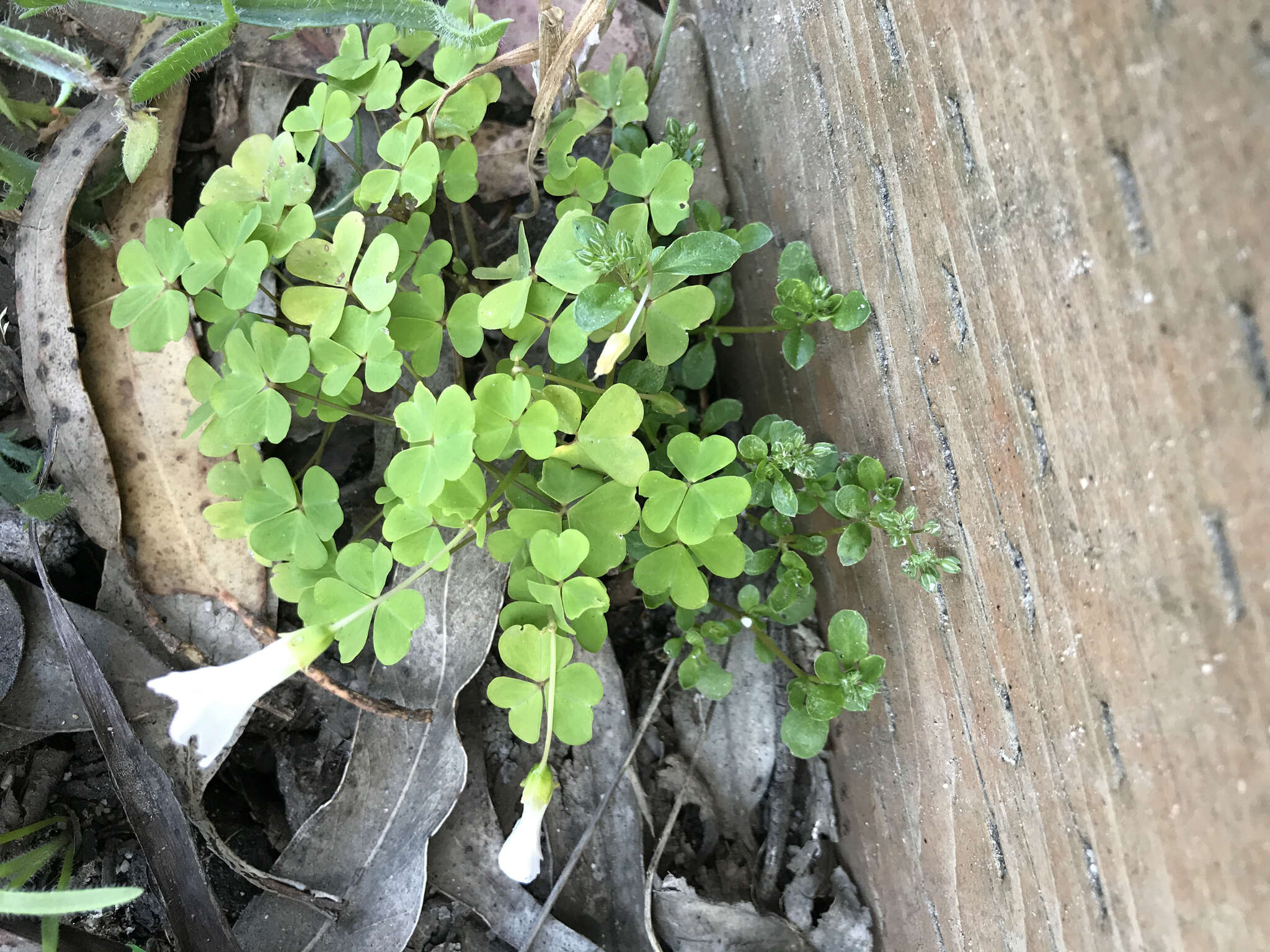 Image of crimson woodsorrel