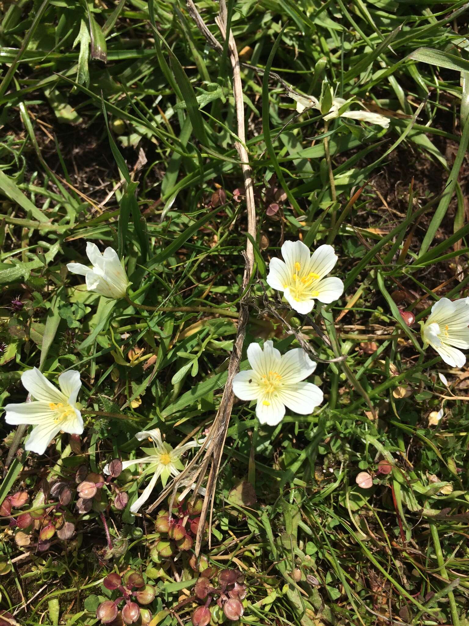 Image of white meadowfoam