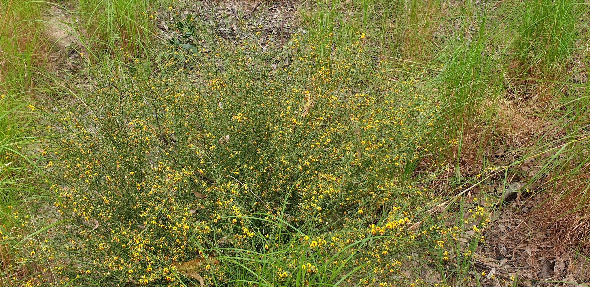 Image of Daviesia genistifolia Benth.