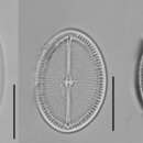 Plancia ëd Cocconeis placentula