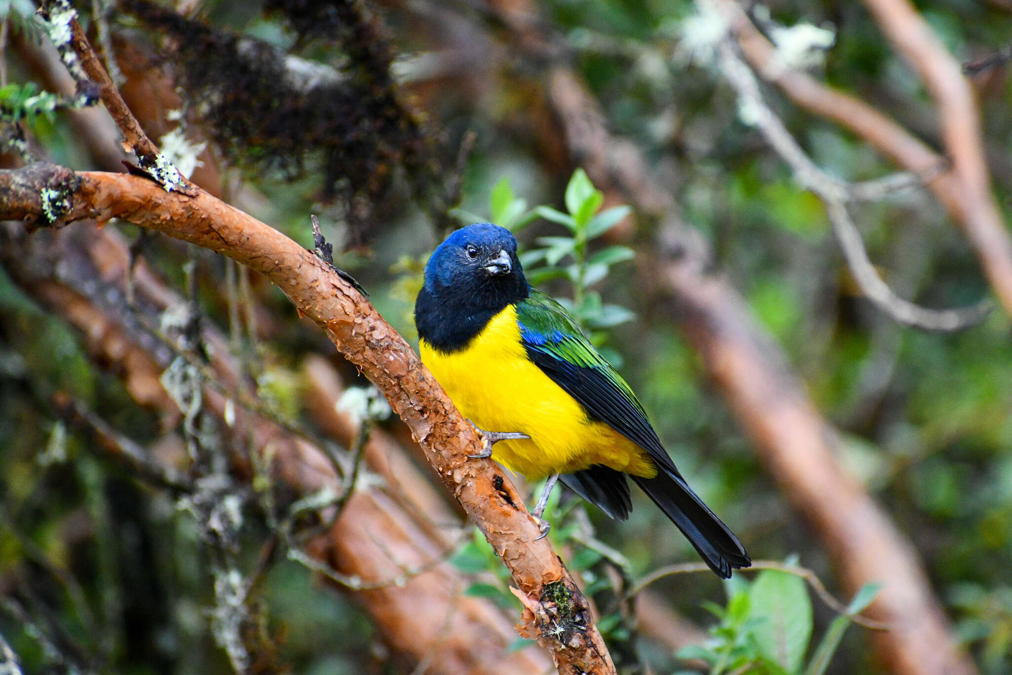 Image of Black-chested Mountain Tanager