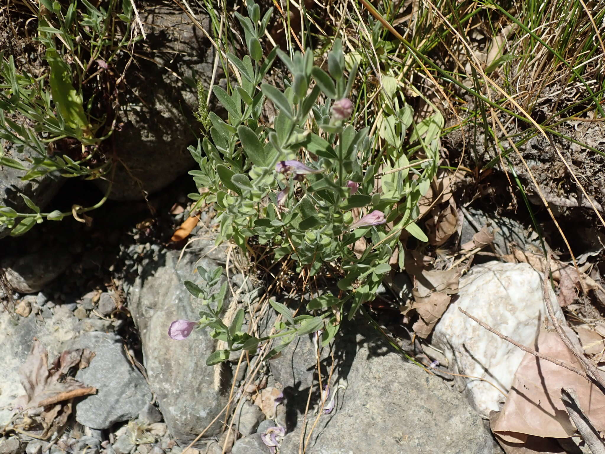 Image of Gray-Leaf Skullcap