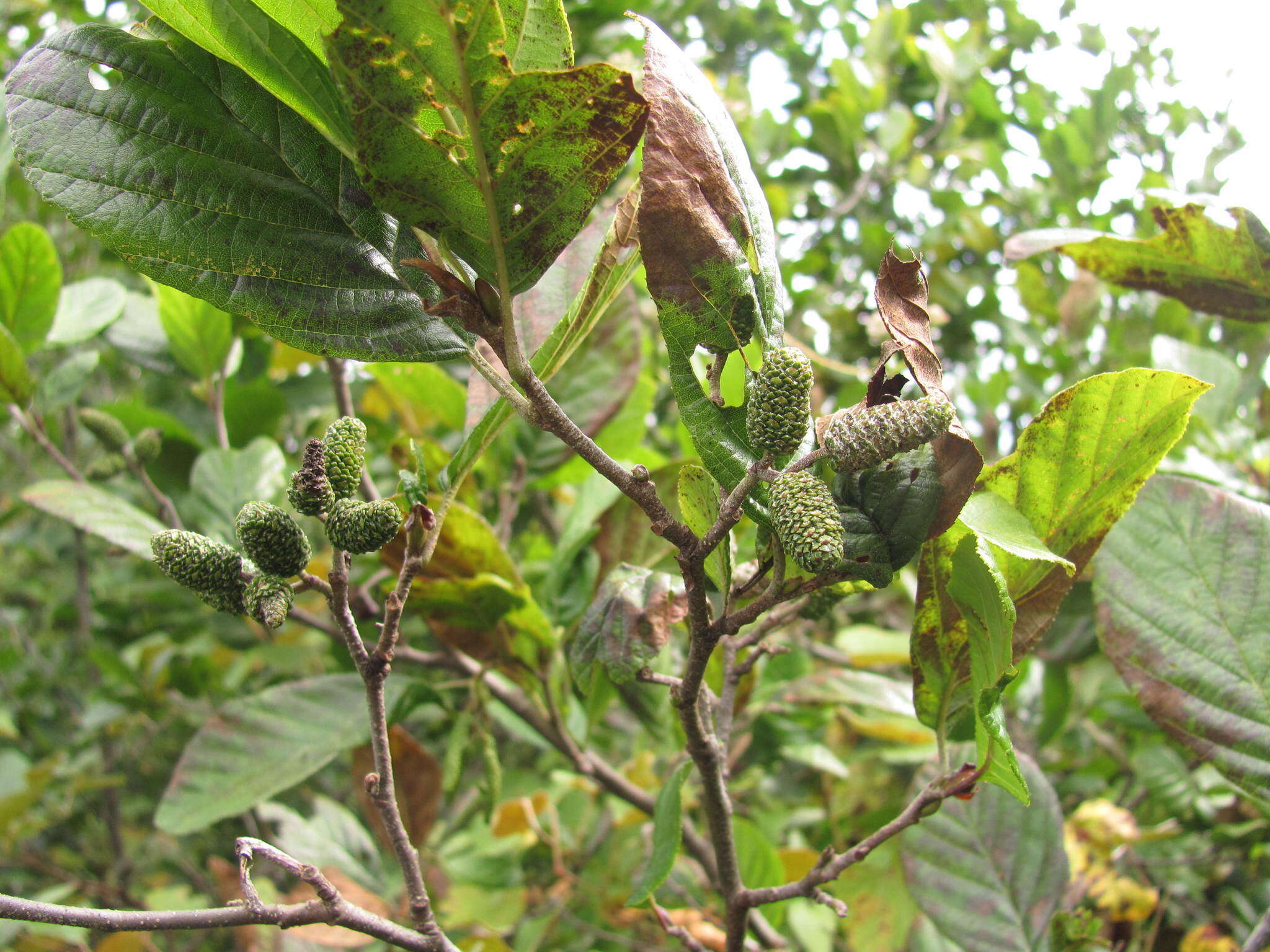 Plancia ëd Alnus serrulata (Aiton) Willd.