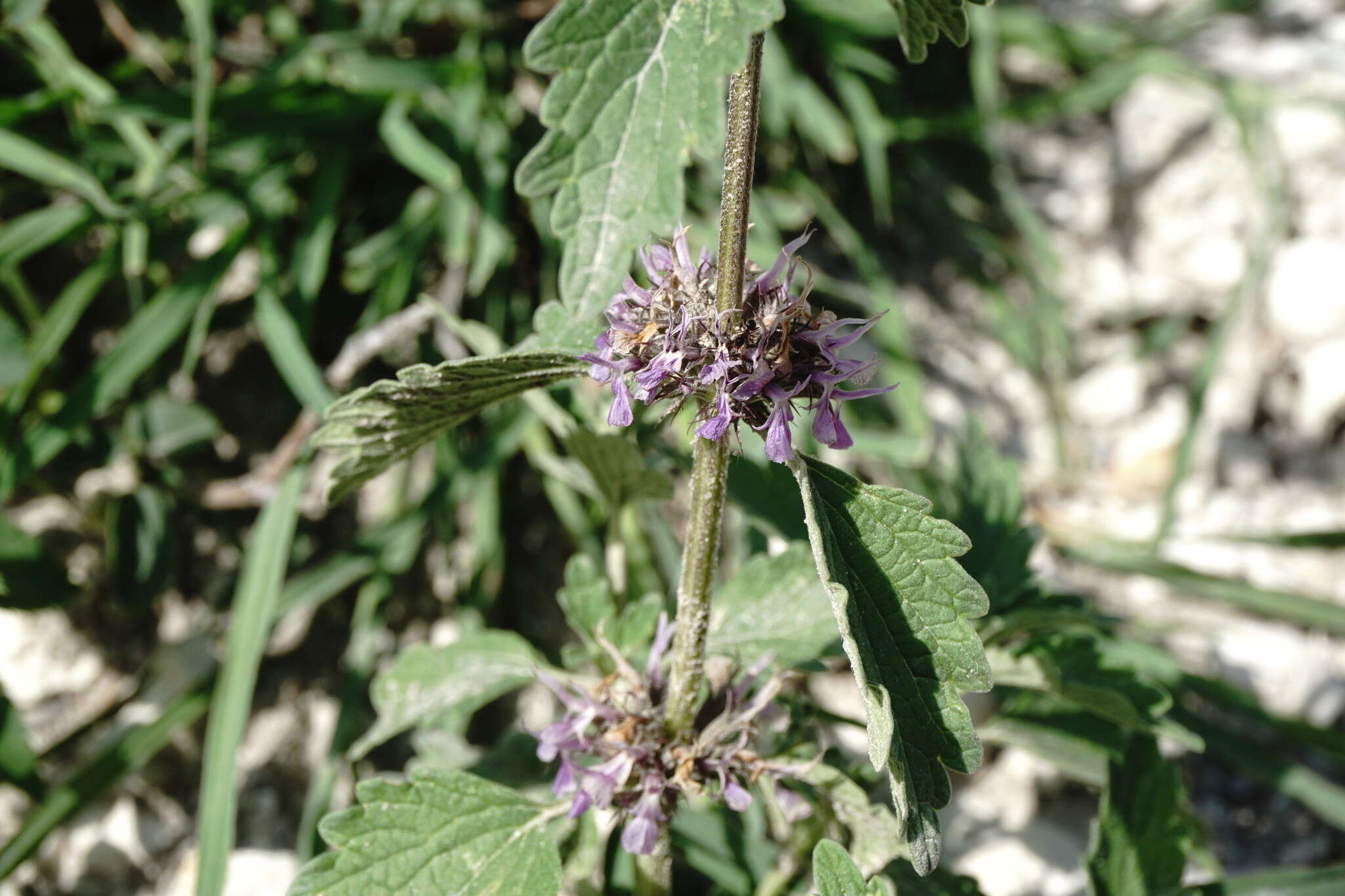 Plancia ëd Marrubium catariifolium Desr.