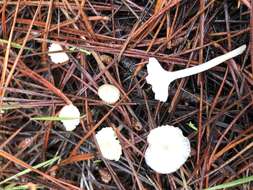 Image de Marasmius calhouniae Singer 1989