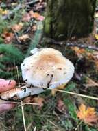 Image of Stropharia albivelata (Murrill) Norvell & Redhead 2000