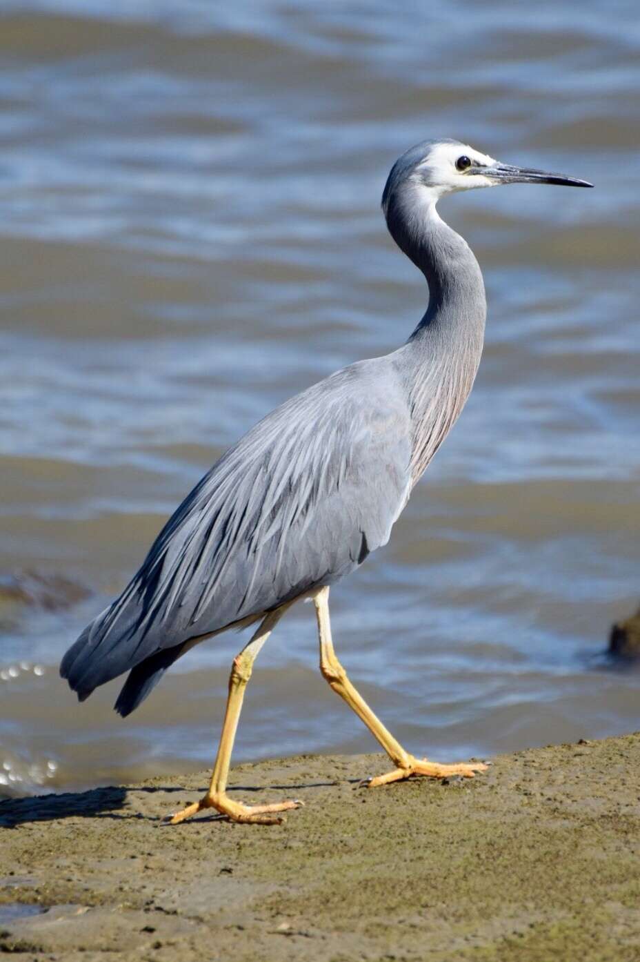 Image of Egretta novaehollandiae novaehollandiae