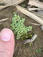 Image of terrestrial water-starwort