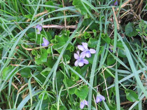 Image of common dog-violet