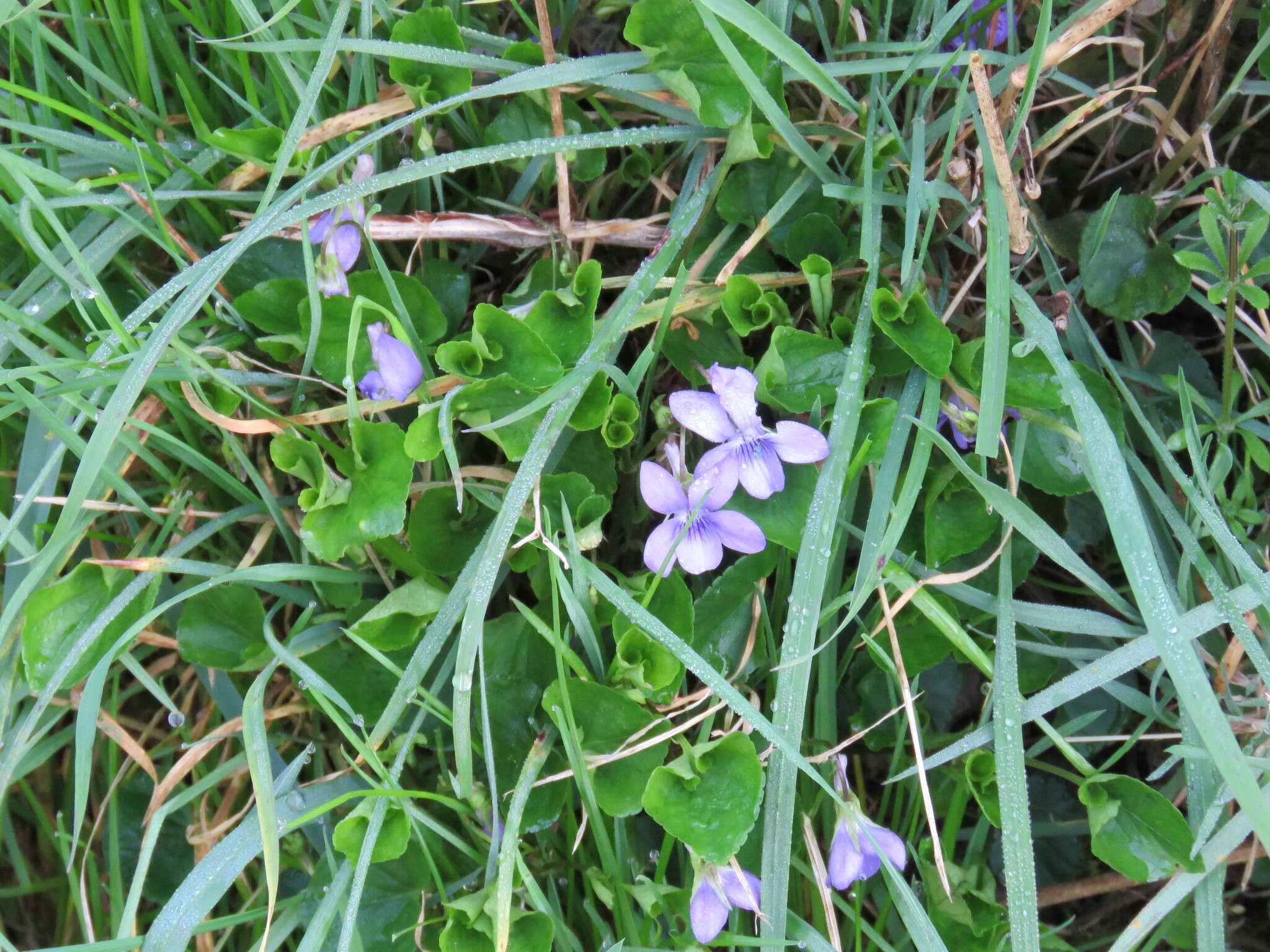 Image of common dog-violet