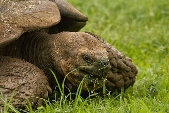 Image of Chatham Island Giant Tortoise