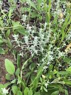 Image of silver pygmycudweed