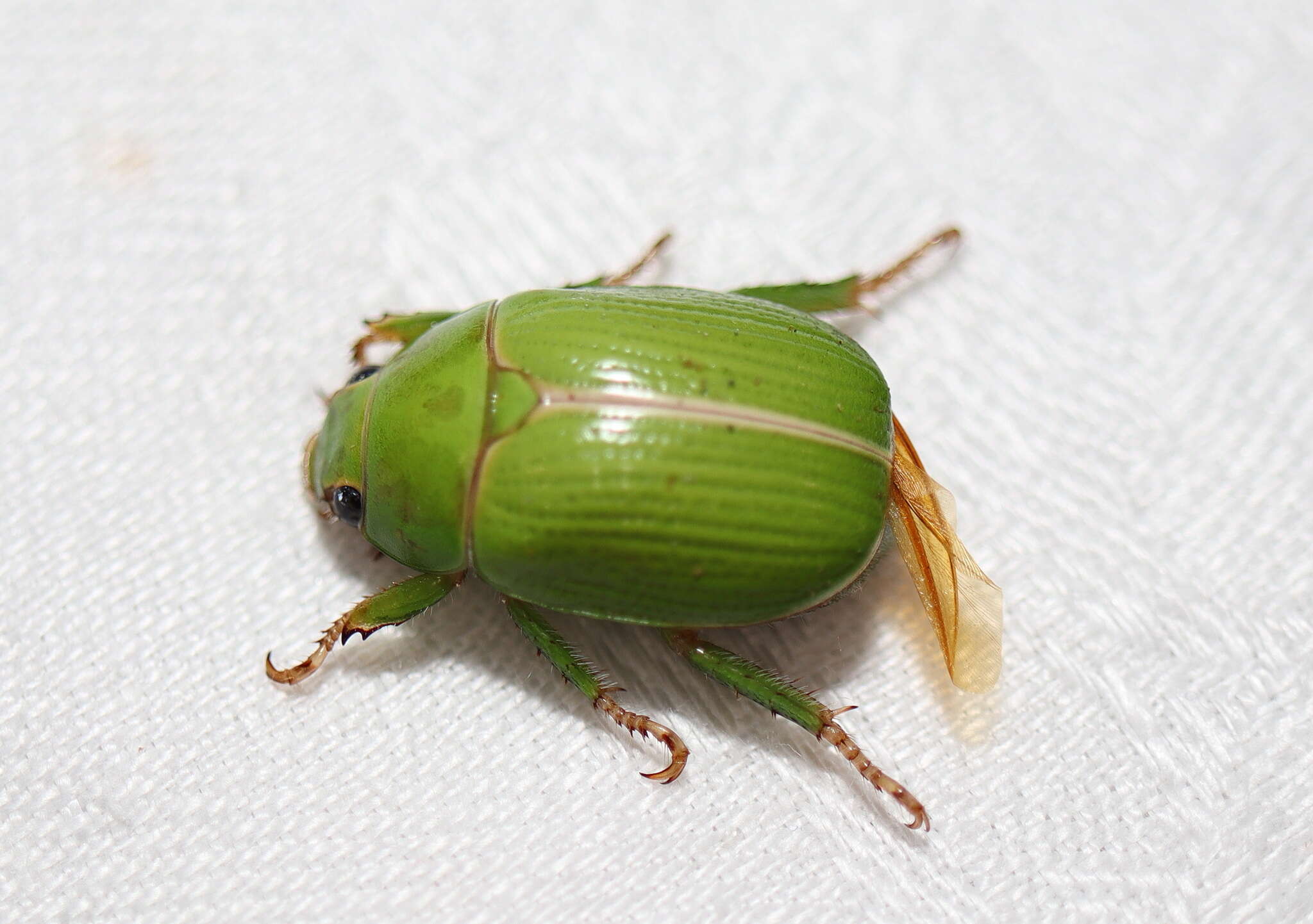 Image of Granny Smith Beetle