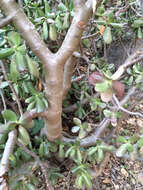 Image of jade plant