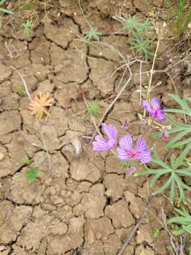 Imagem de Geranium linearilobum DC. ex Lam. & DC.