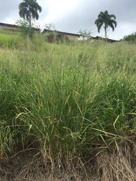 Image of Guinea Grass