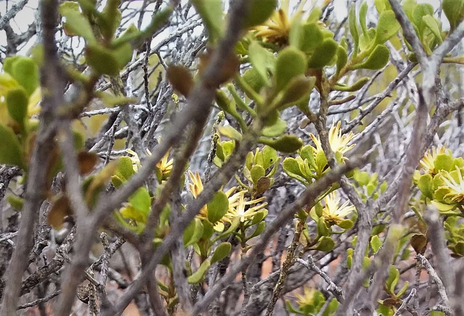 Image of Dusky Daisy-bush