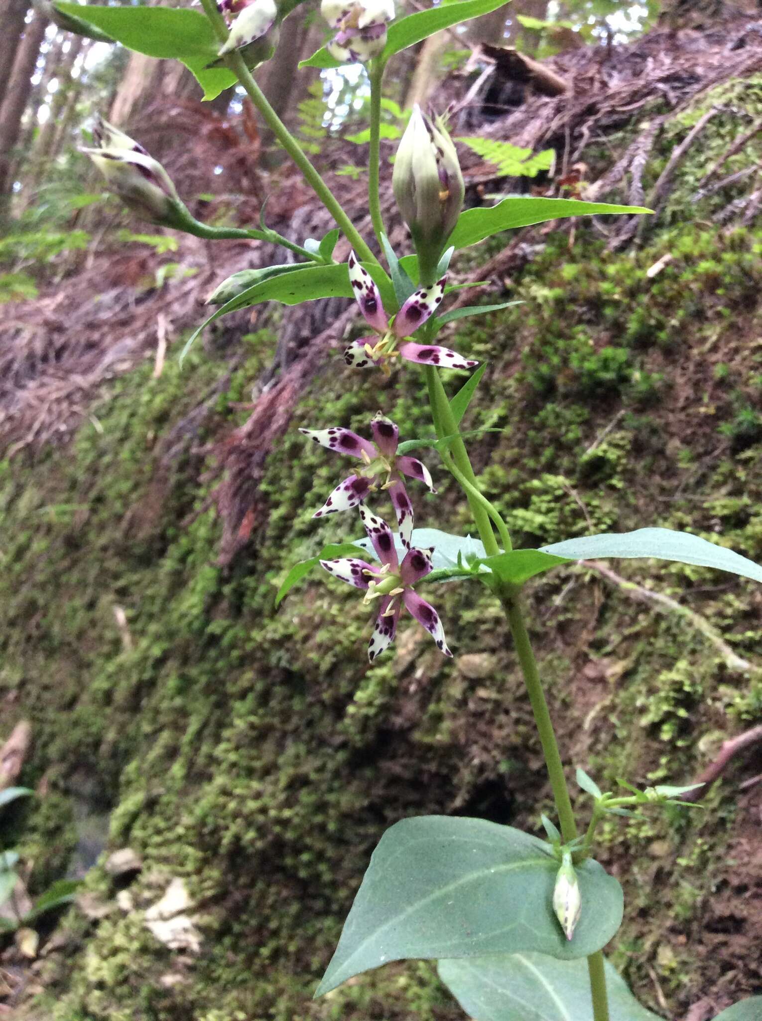 Image of Swertia shintenensis Hayata