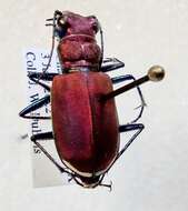 Image of Cicindela (Cicindela) formosa rutilovirescens Rumpp 1986