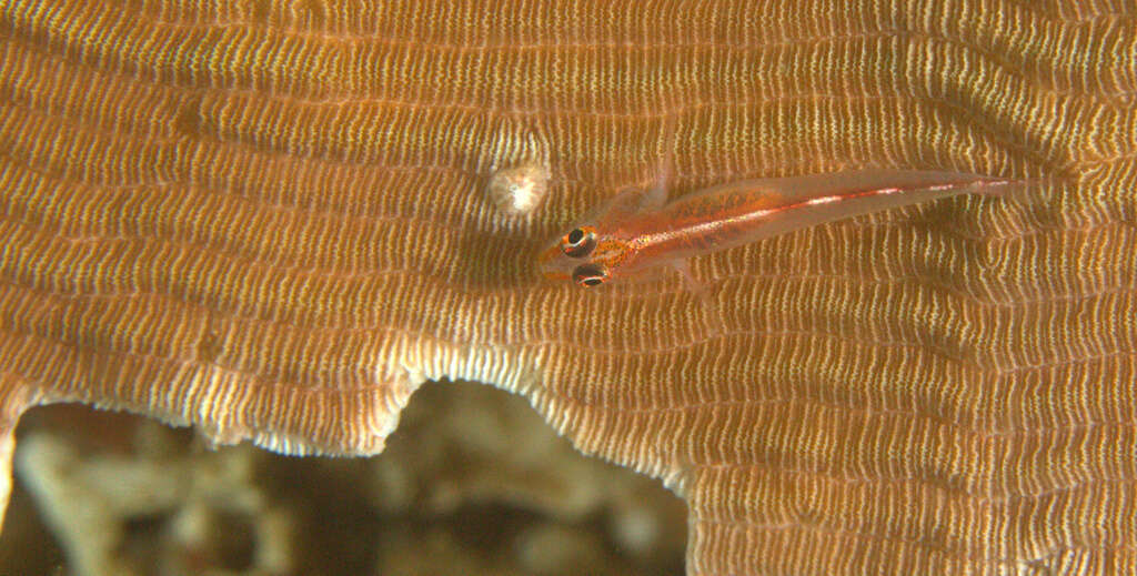 Image of Michel's ghost goby