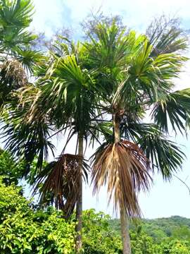 Image of Sabal mauritiiformis (H. Karst.) Griseb. & H. Wendl.