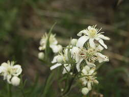 Imagem de Clematis hexapetala Pall.