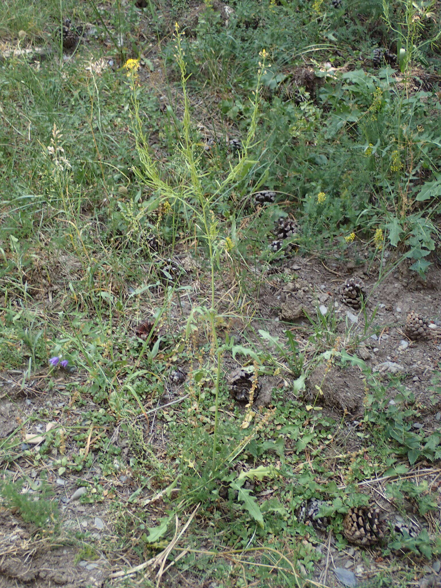 Слика од Sisymbrium austriacum Jacq.