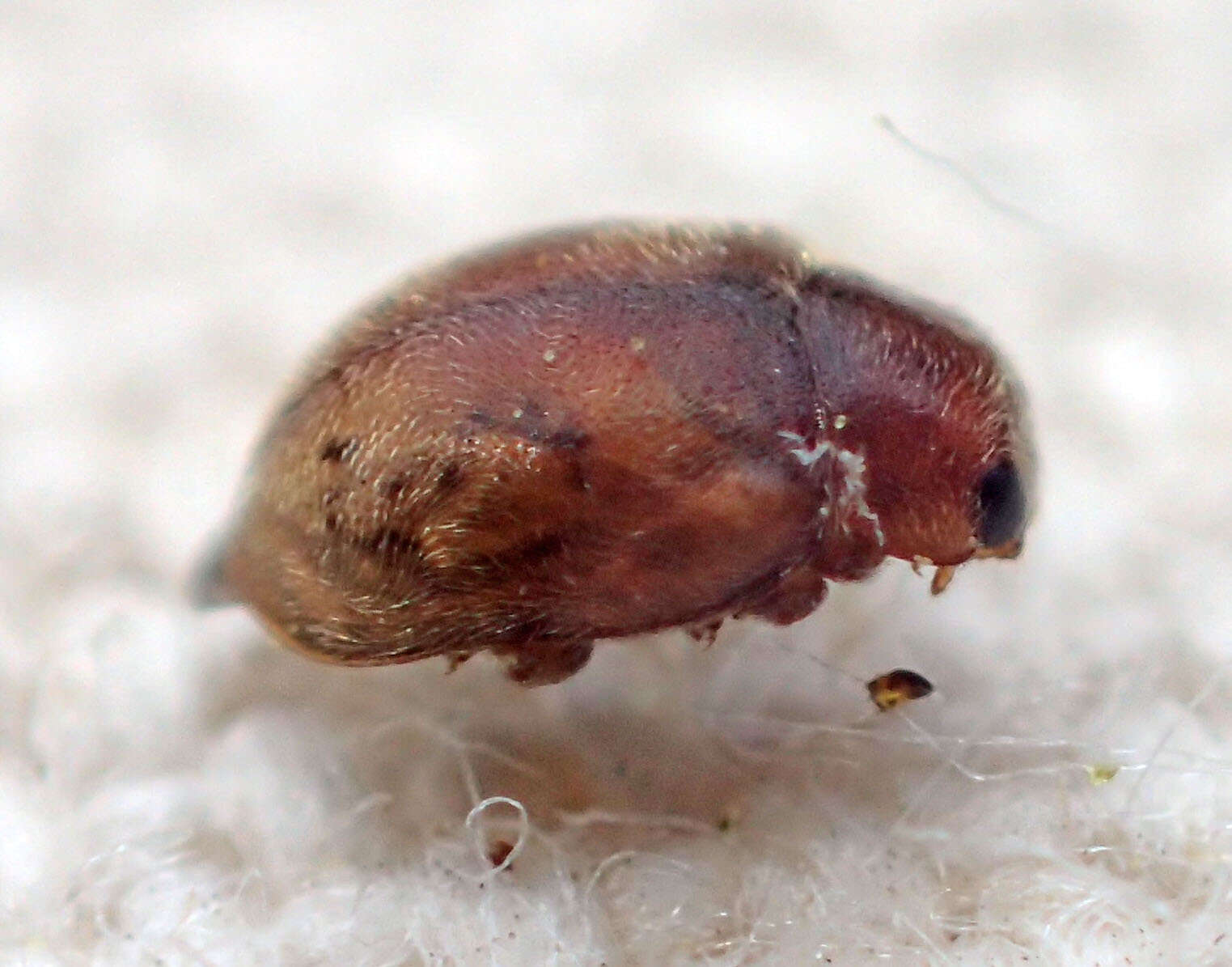 Image of Nebulous Lady Beetle