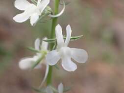 Image de Linaria chalepensis (L.) Mill.