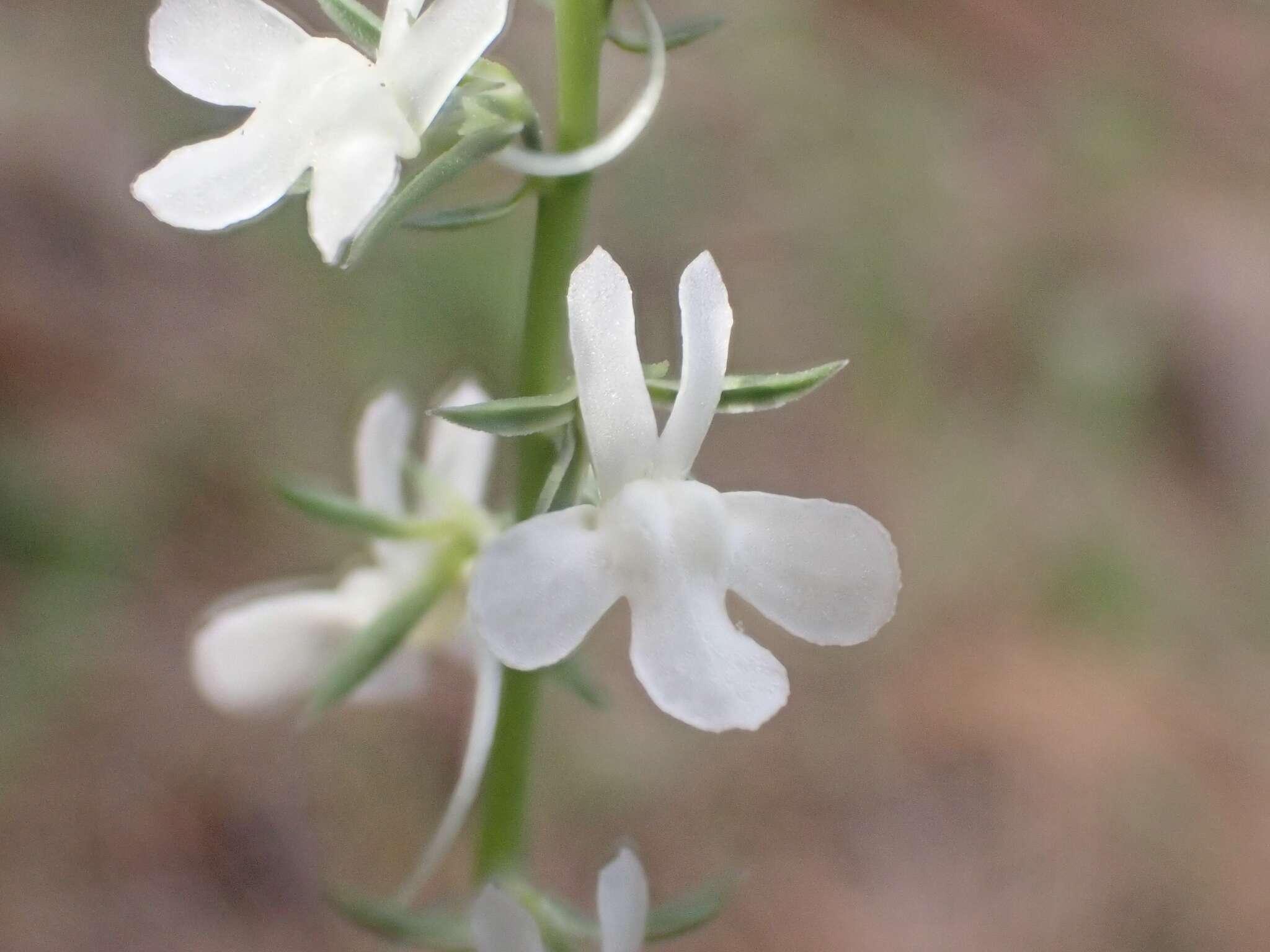 Image de Linaria chalepensis (L.) Mill.