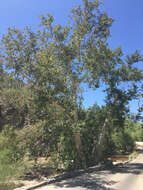 Image of Arizona sycamore