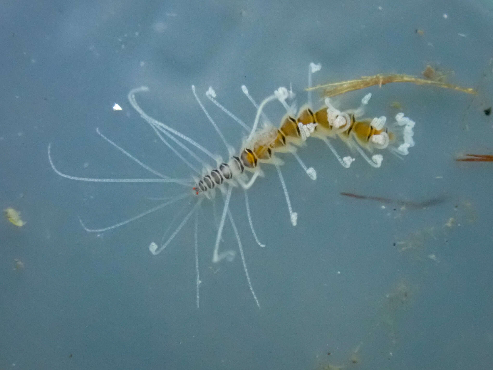 Imagem de Amblyosyllis nigrolineata Okada 1934