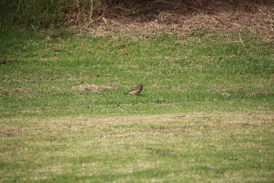 Image of Song Thrush