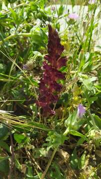 Image of Orobanche foetida Poir.