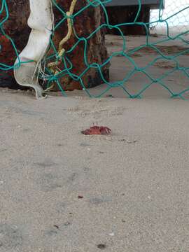 Image of red ghost crab