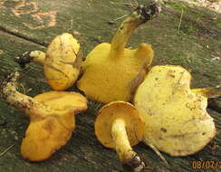 Image of Suillus subaureus (Peck) Snell 1944