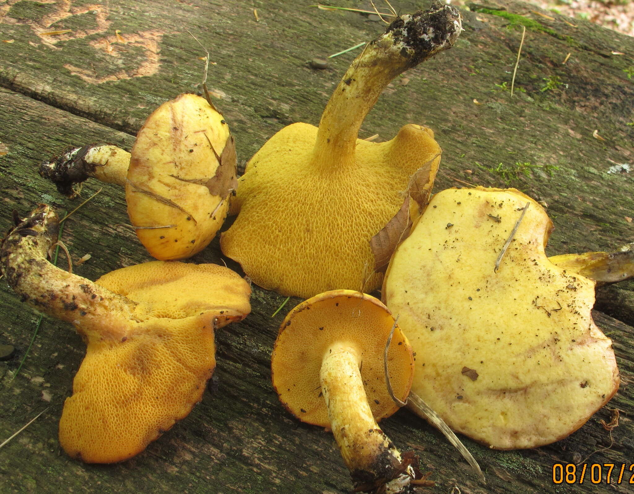 Image of Suillus subaureus (Peck) Snell 1944