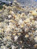 Image of Chuquiraga oppositifolia D. Don