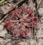 Image de Drosera brevicornis Lowrie