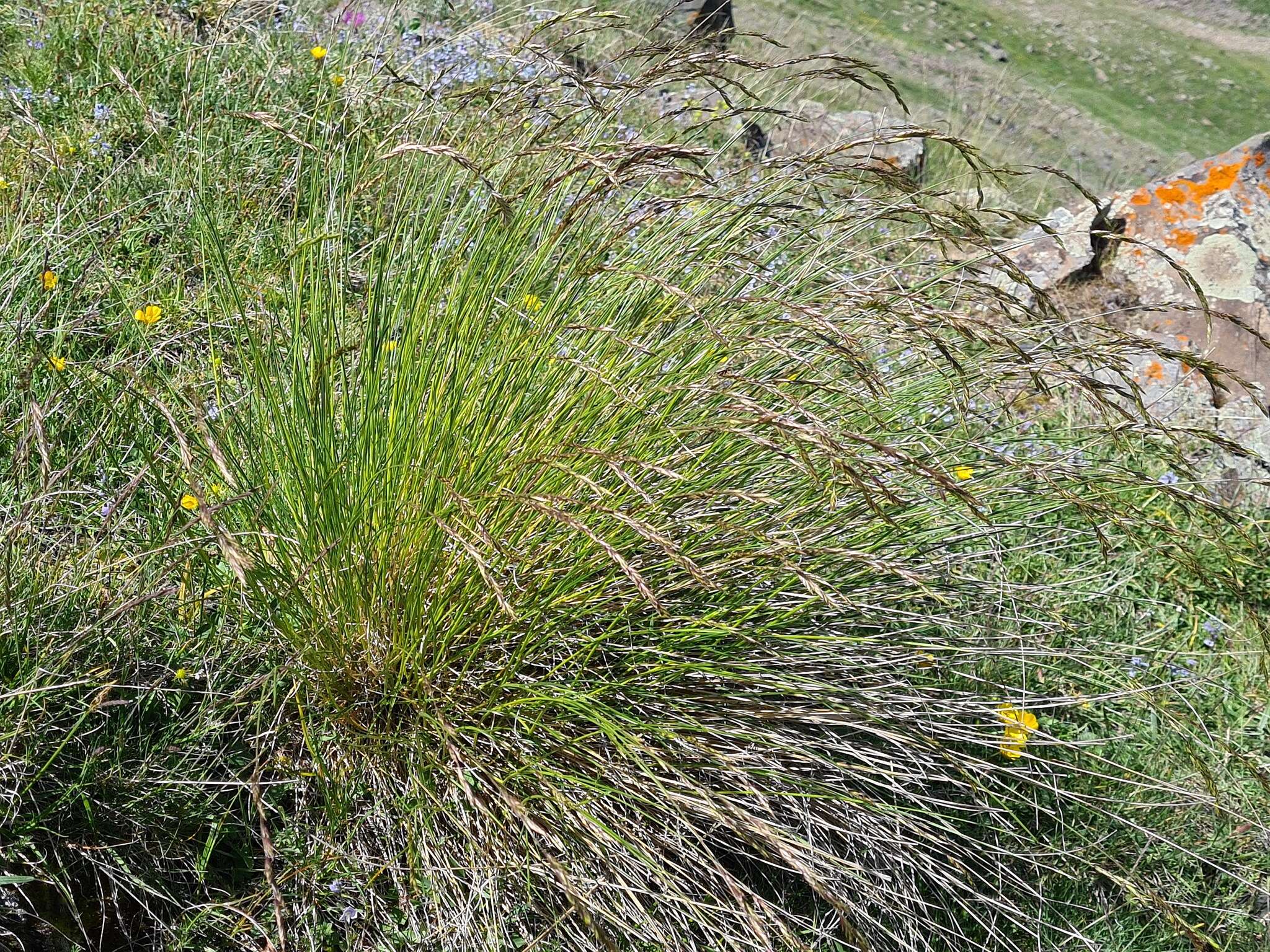 Plancia ëd Festuca varia Haenke