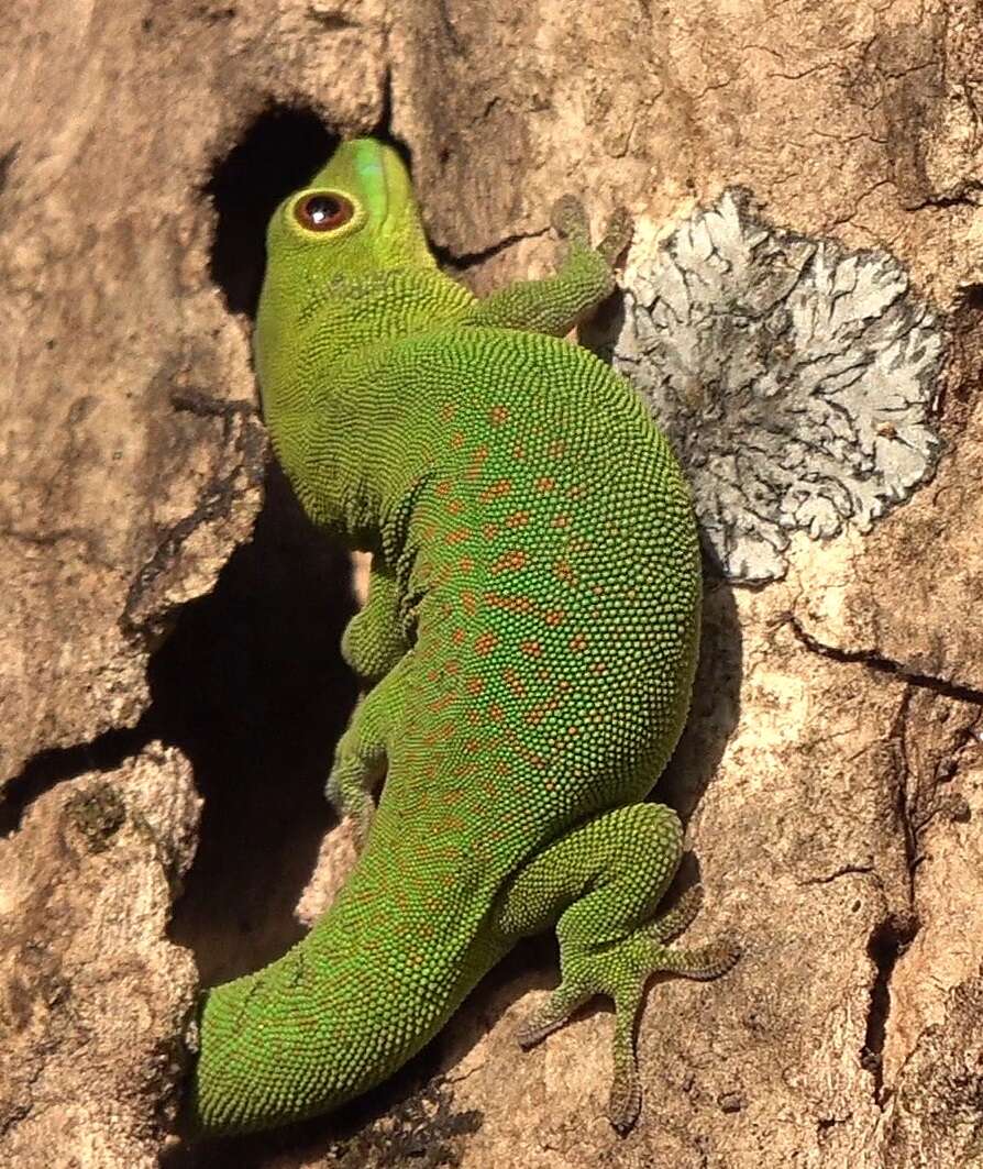 Imagem de Phelsuma v-nigra anjouanensis Meier 1986