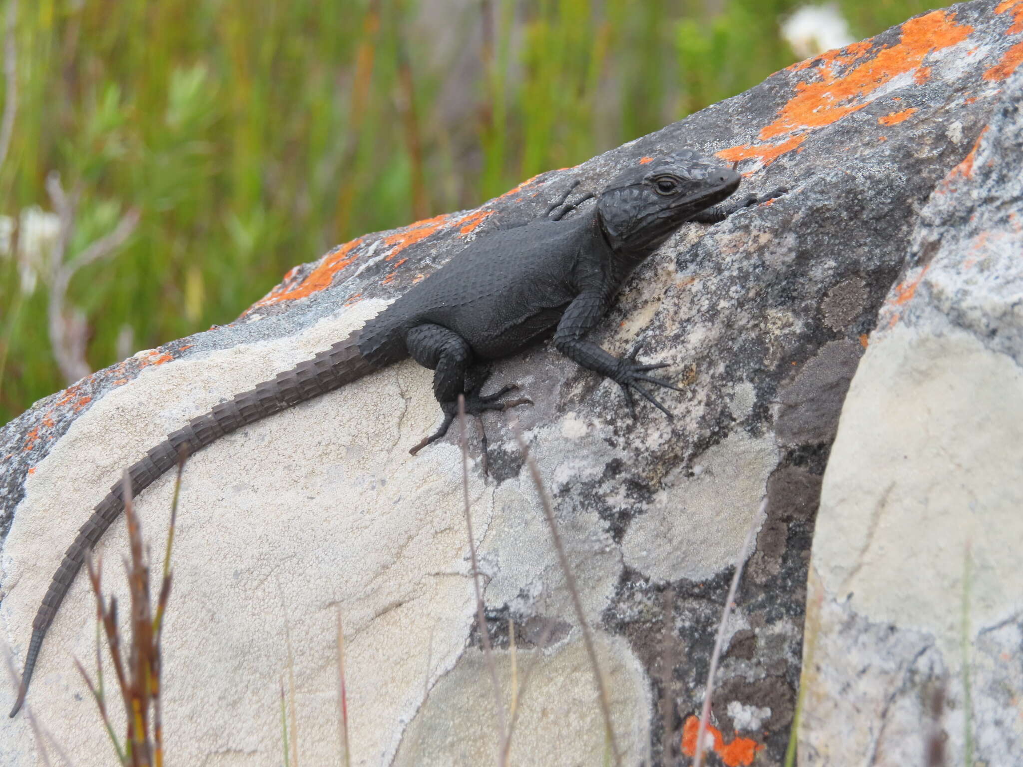 Image of False girdled lizards