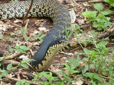 Image of Malagasy hognose snake