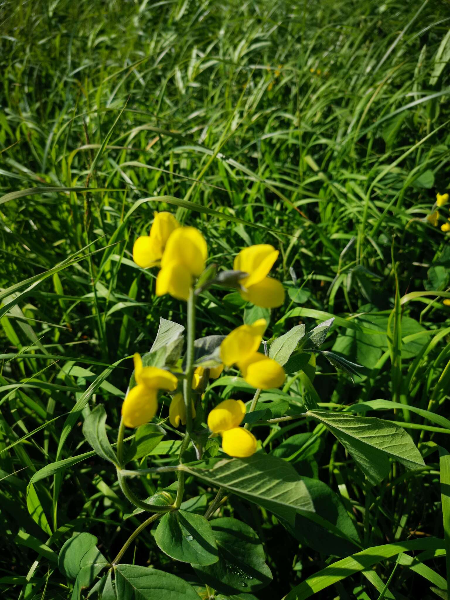 Image of Thermopsis lupinoides (L.) Link