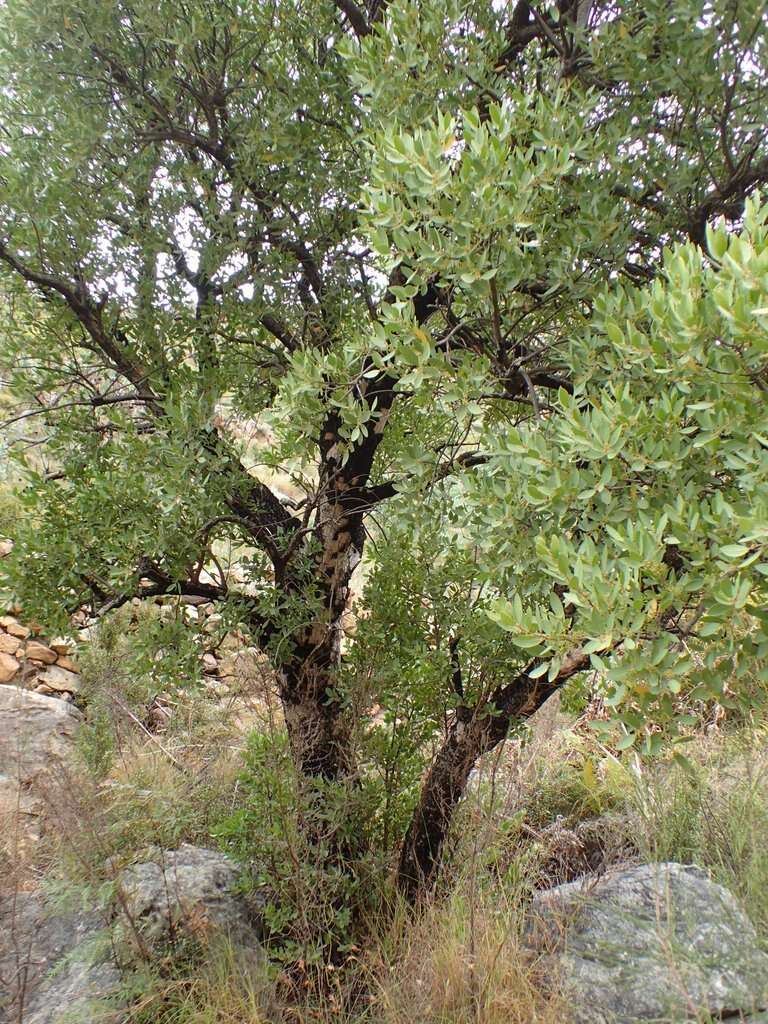 Image of Gymnosporia laurina (Thunb.) Szyszyl.