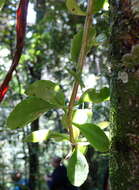 Kalanchoe porphyrocalyx (Bak.) Baill. resmi