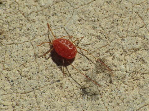 Image of <i>Eatoniana plumipes</i> (L. Koch 1856)