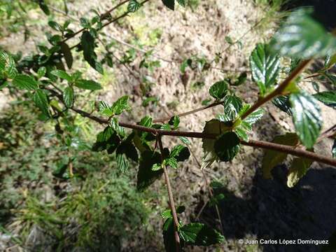 Image of Ceanothus buxifolius Willd. ex Schult. fil.