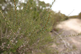 Image of Melaleuca acuminata subsp. acuminata